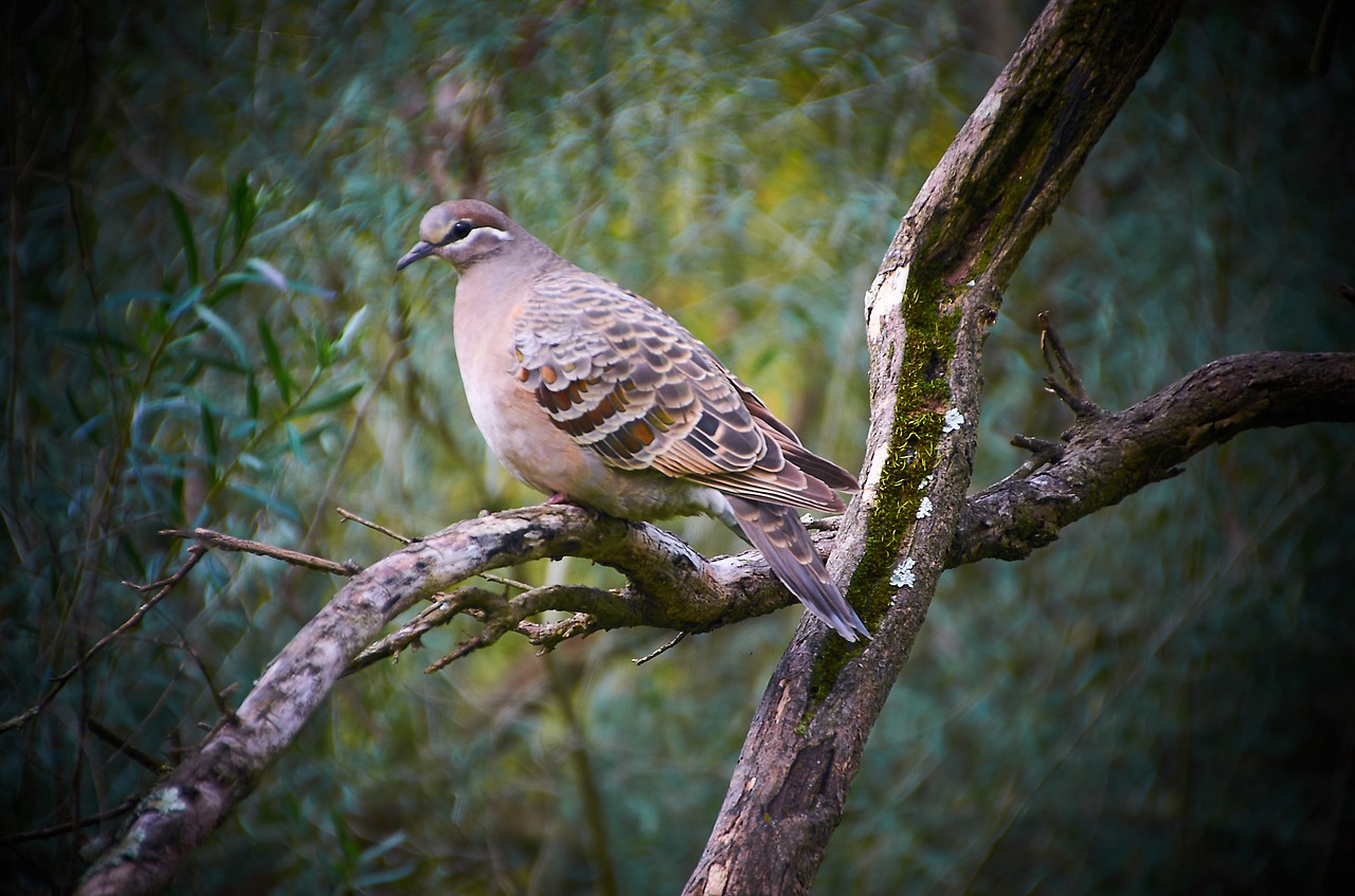 wood pigeon birds australian free photo