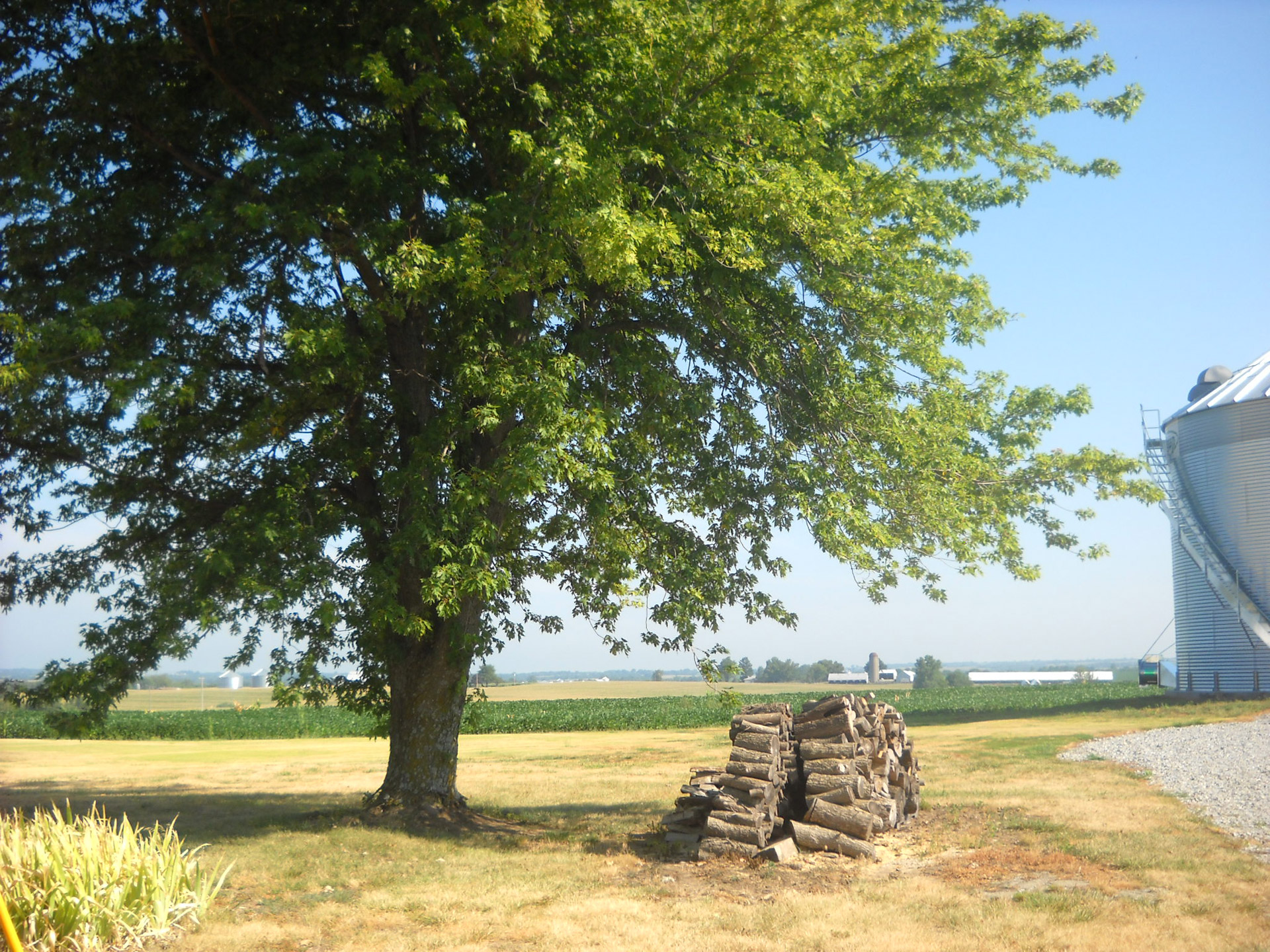 wood tree farm free photo