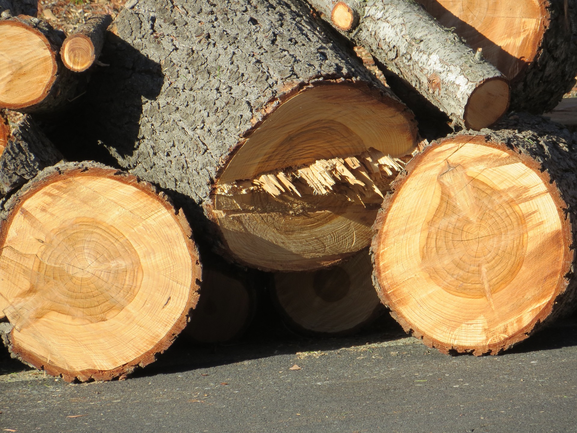 firewood logs tree free photo