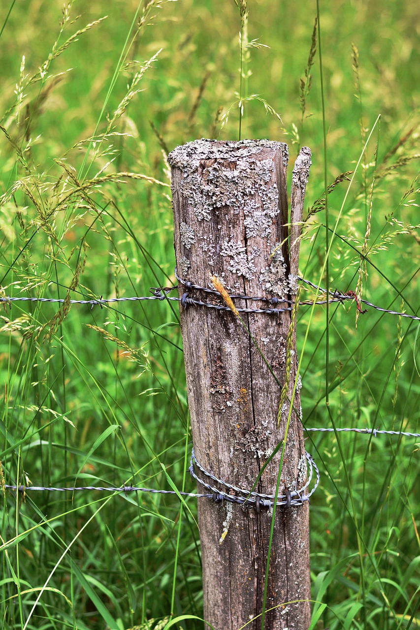 wood pile  barbed wire  fence free photo