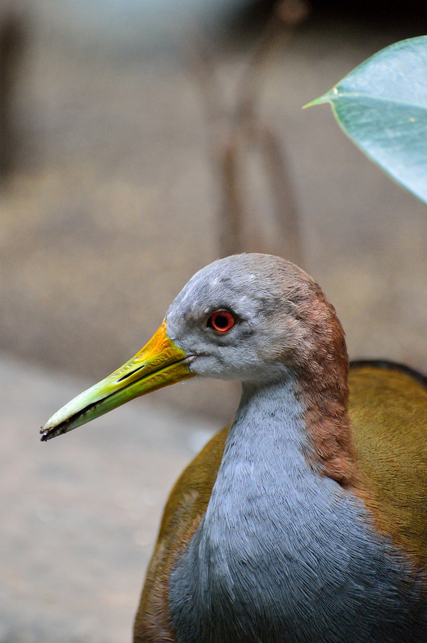 wood rail bird nature free photo