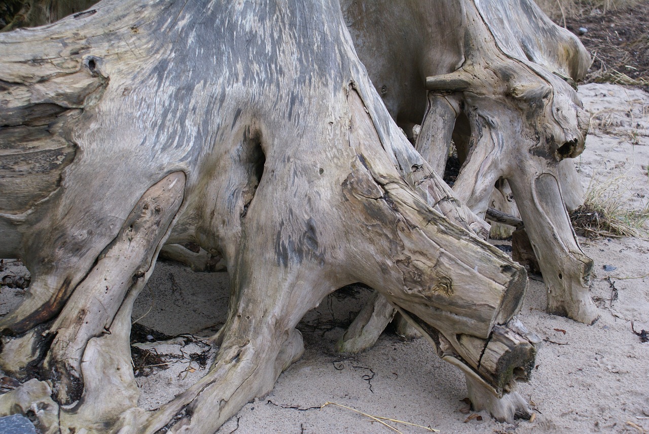 wood root cliff beach free photo