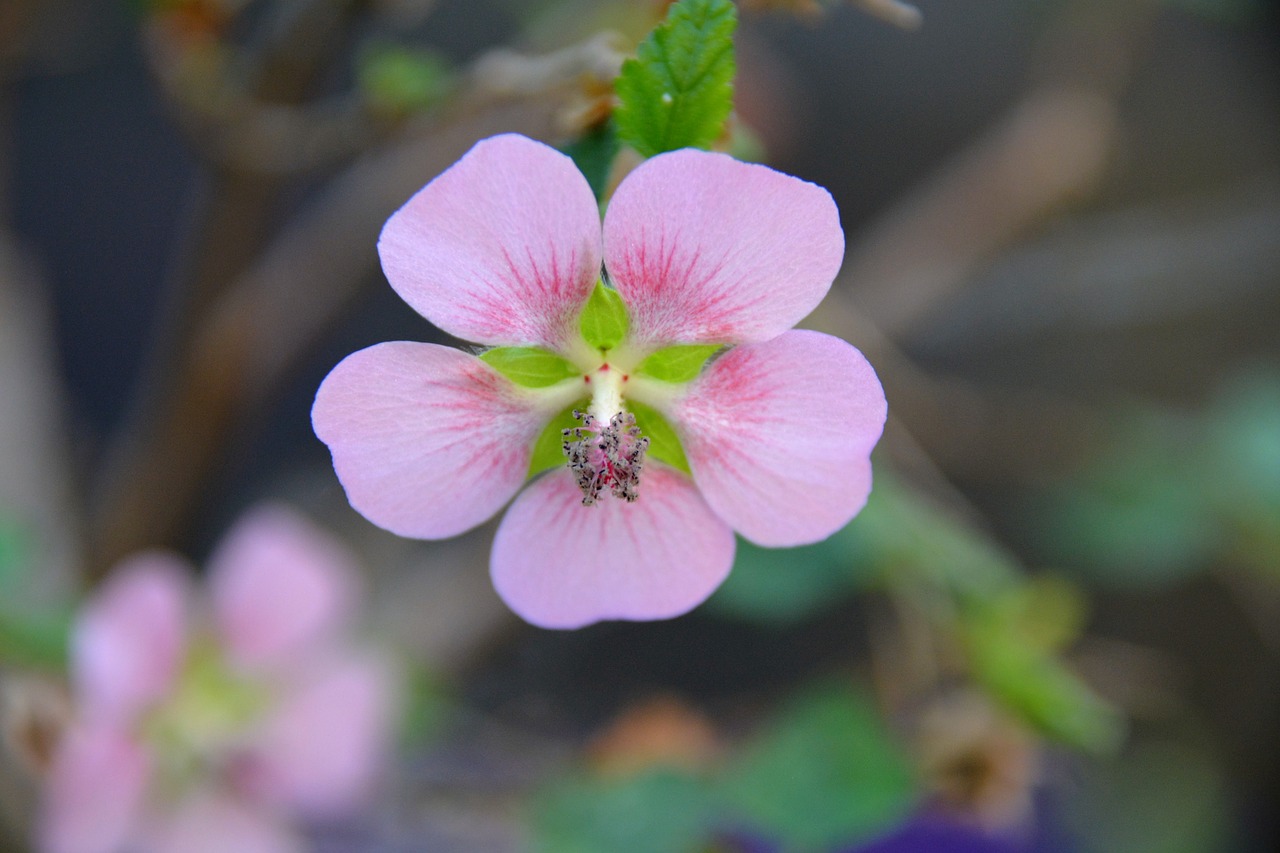 wood rose spring flower free photo