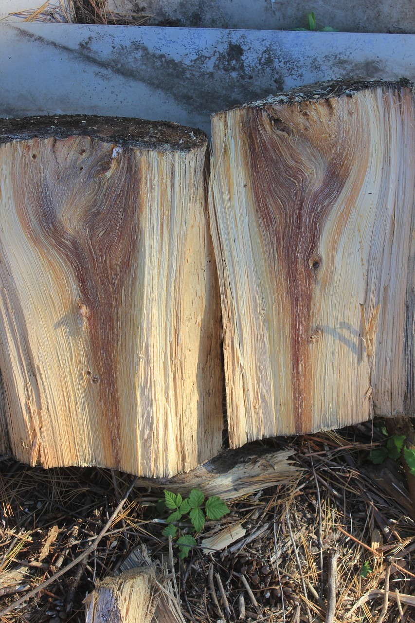 wood spirits pine firewood free photo