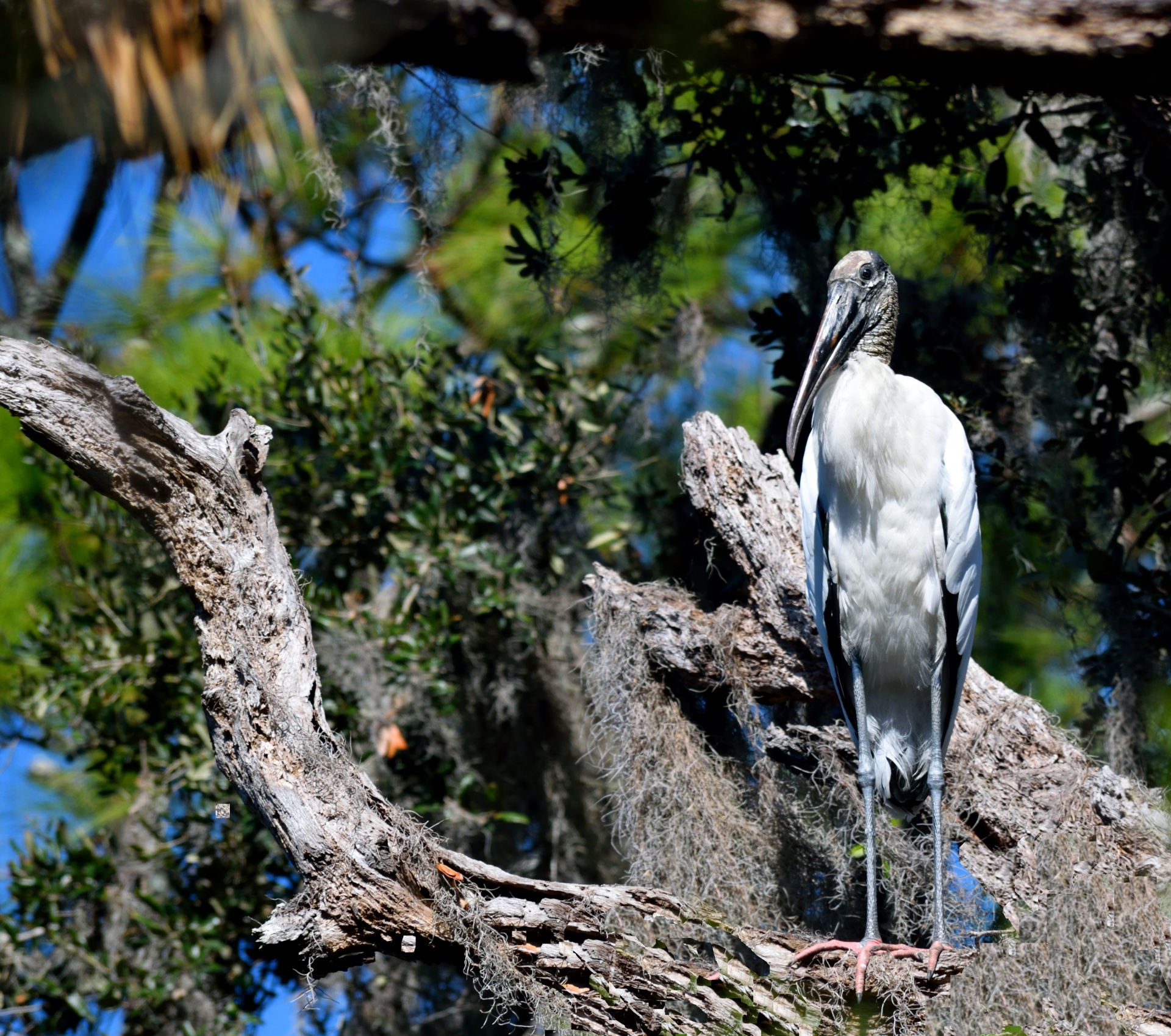 wood stork bird wildlife free photo