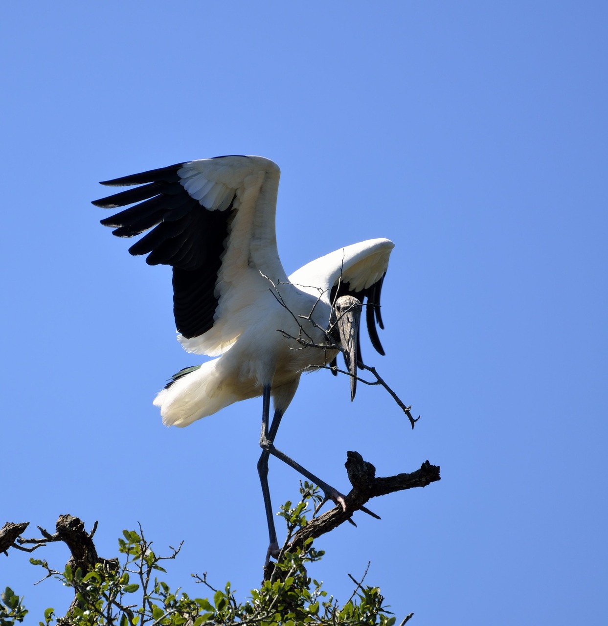 wood stork stork bird free photo
