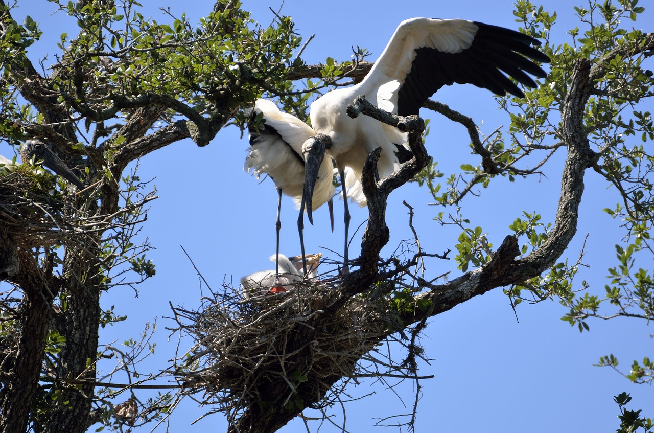 wood stork nesting stork free photo