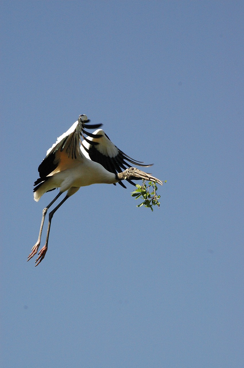 wood stork bird flying free photo