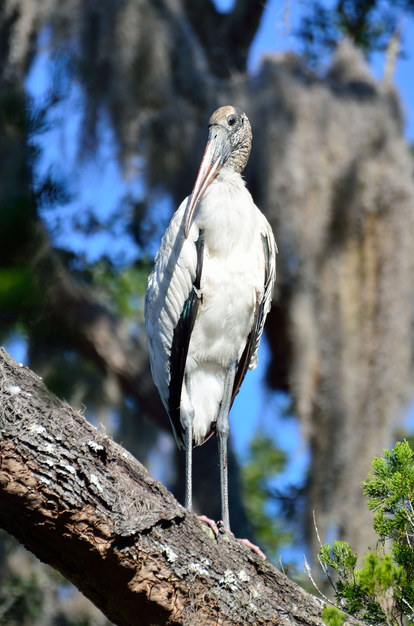 wood stork wildlife bird free photo