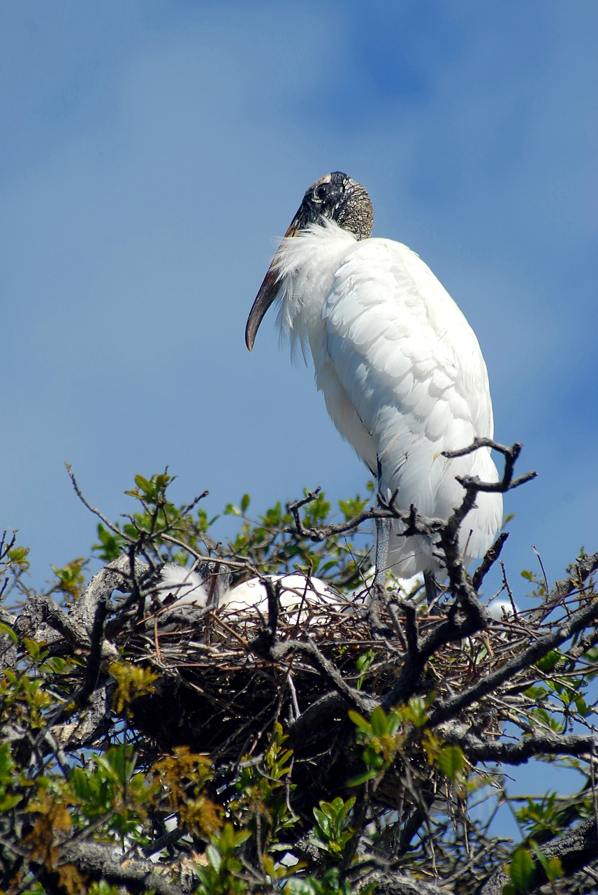 wood stork nesting nest free photo