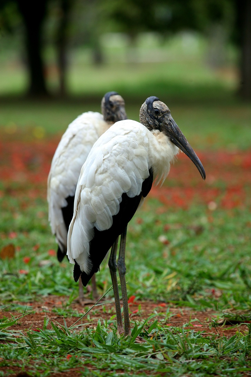 wood stork bird nature free photo