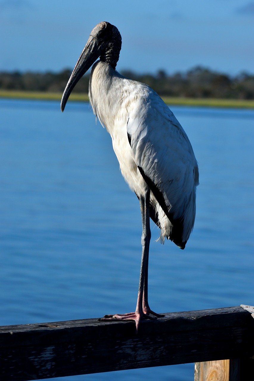 wood stork bird avian free photo