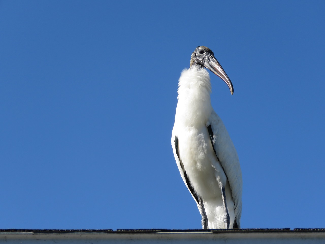 wood stork bird animal free photo