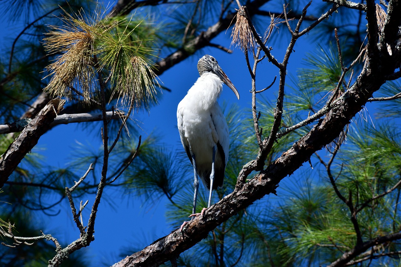 wood stork bird wildlife free photo