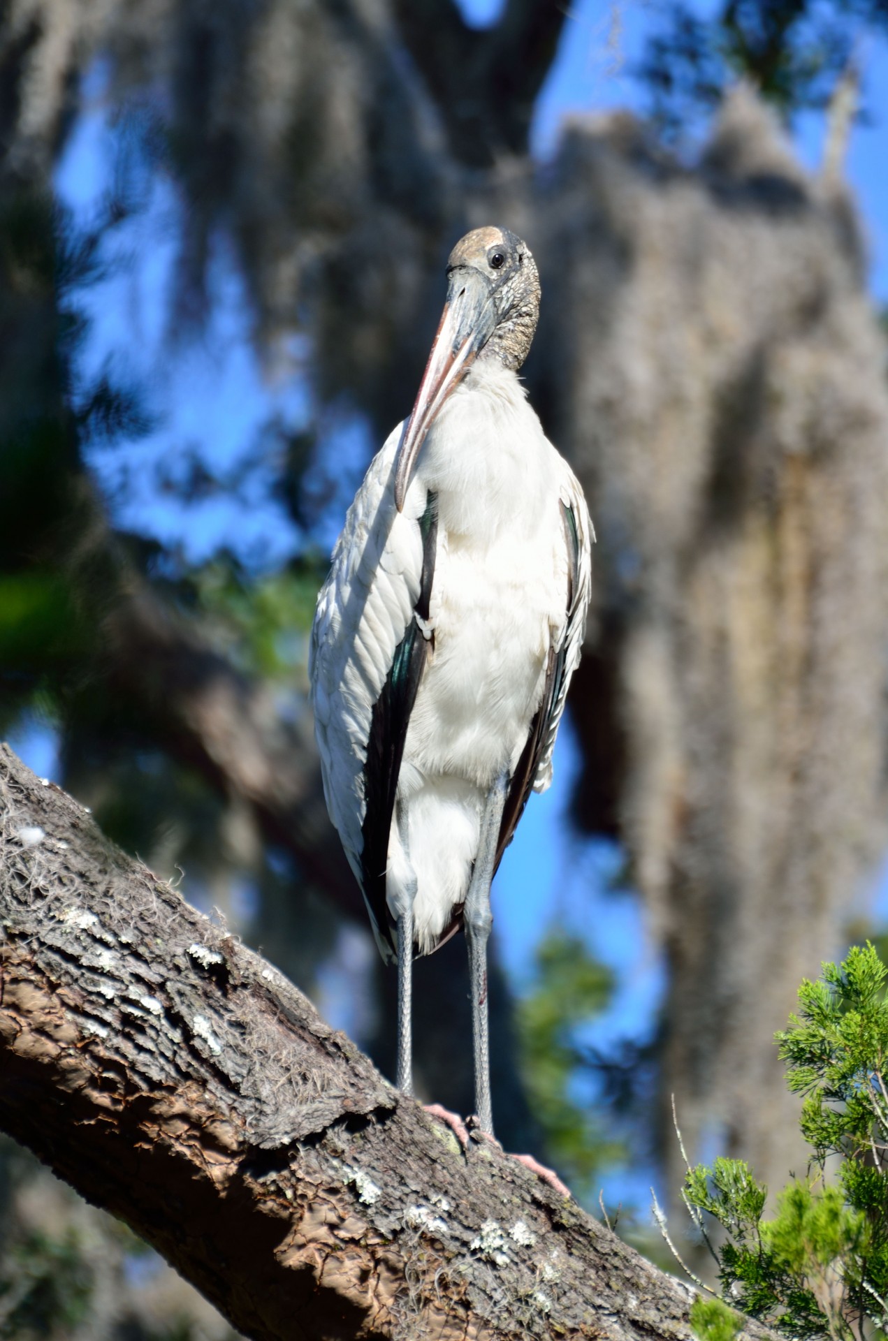 wood stork bird avian free photo