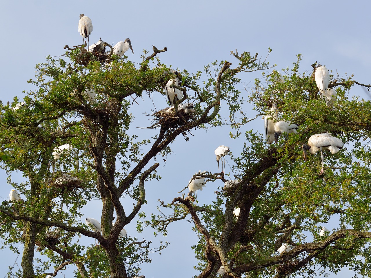 wood storks wildlife nesting free photo