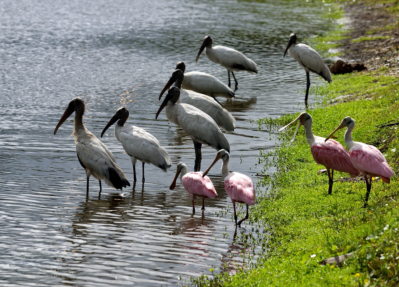 wood storks spoonbill birds free photo