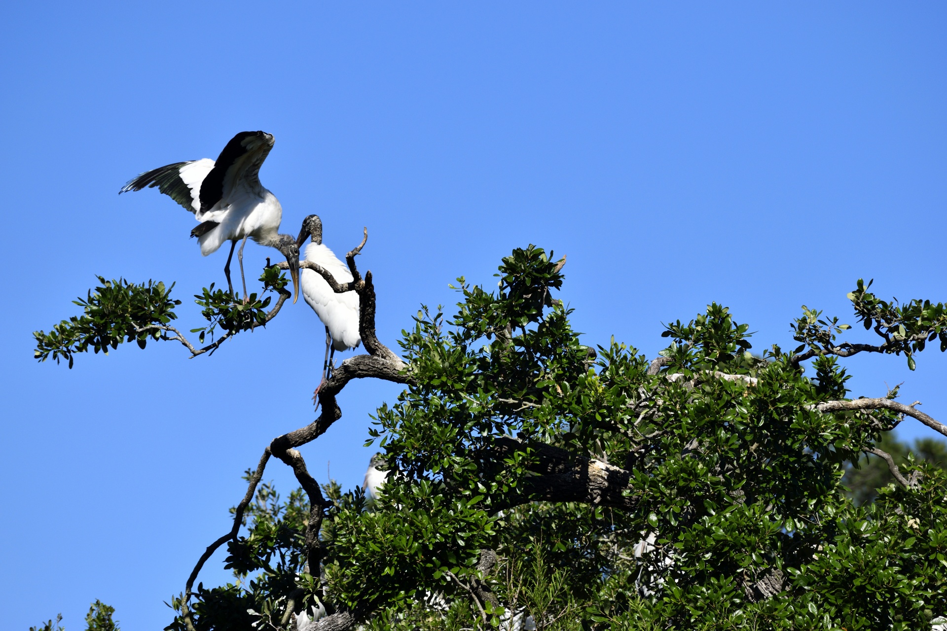 wood storks wildlife stork free photo
