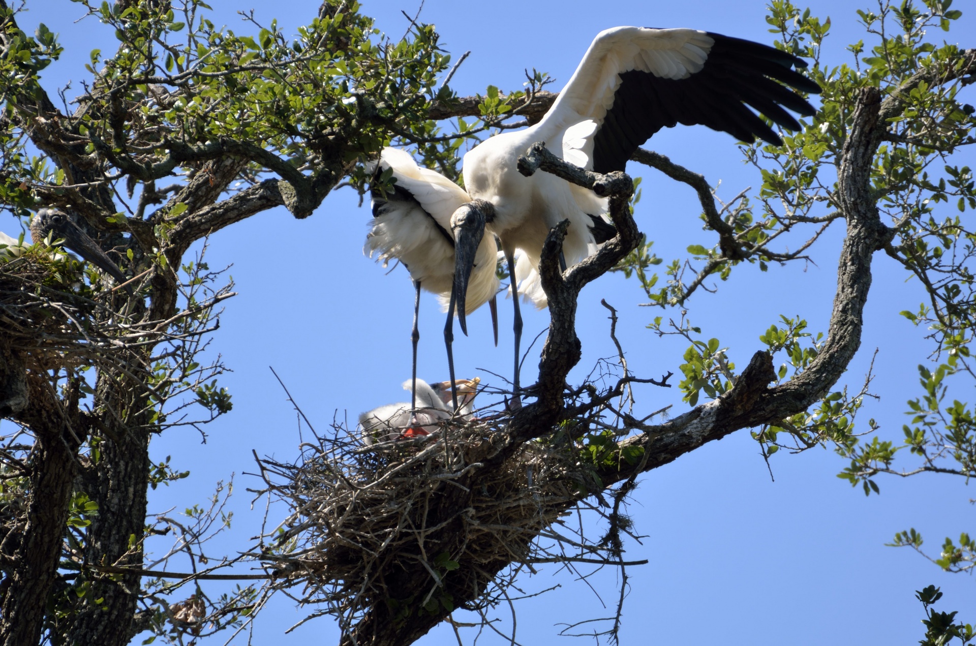 wood storks birds wildlife free photo