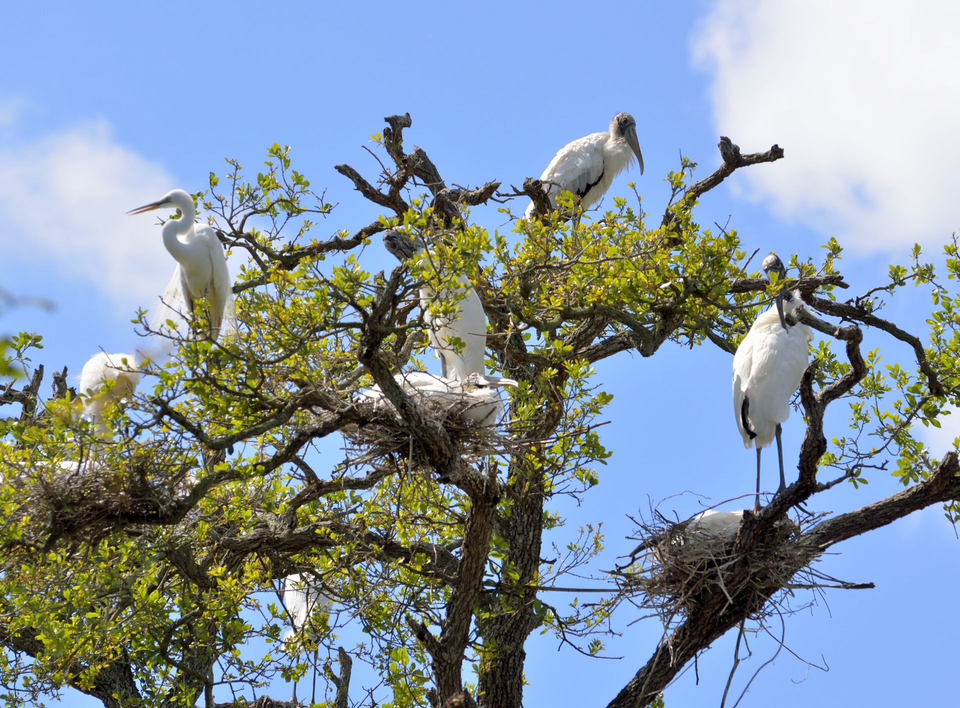 wood storks birds wildlife free photo