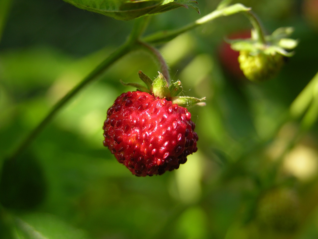 wood strawberry nibble fruits free photo