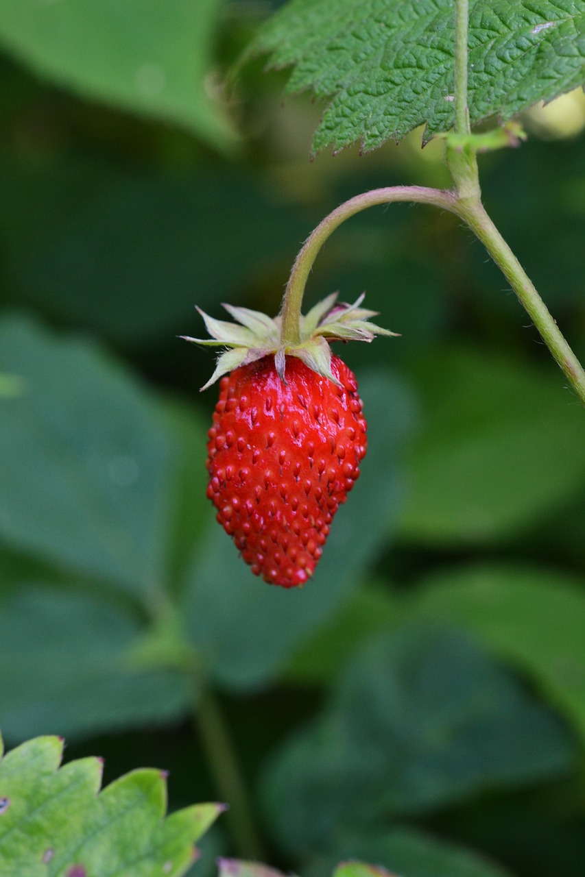 wood strawberry berry bio free photo