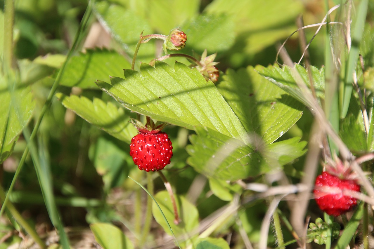 wood strawberry wild strawberries berry free photo