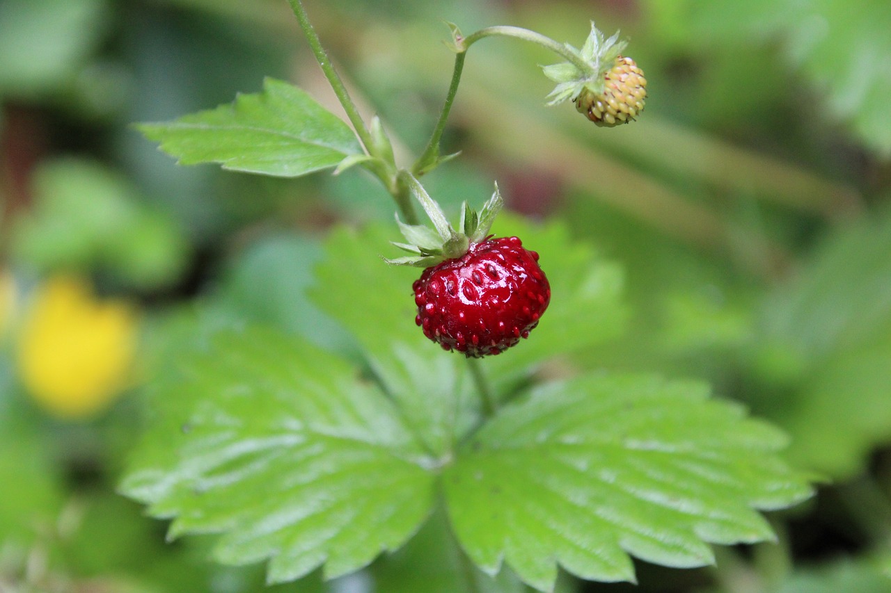 wood strawberry red fruit free photo