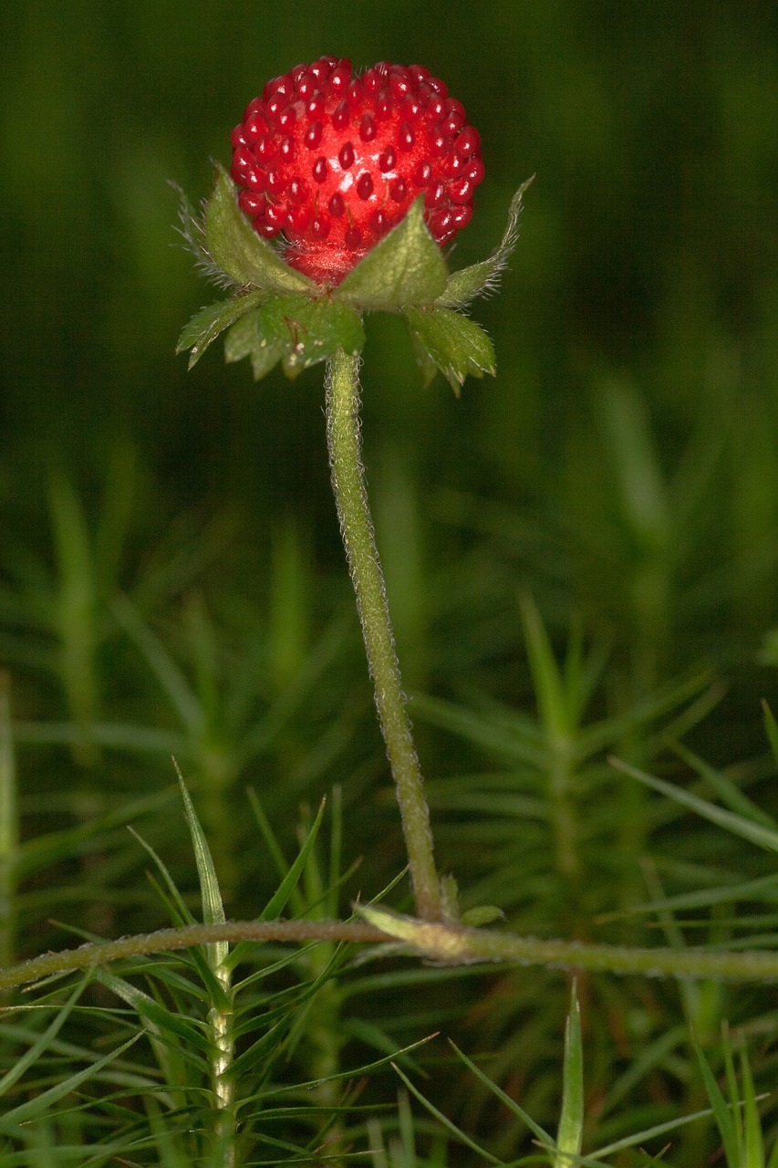 wood strawberry strawberry berry free photo