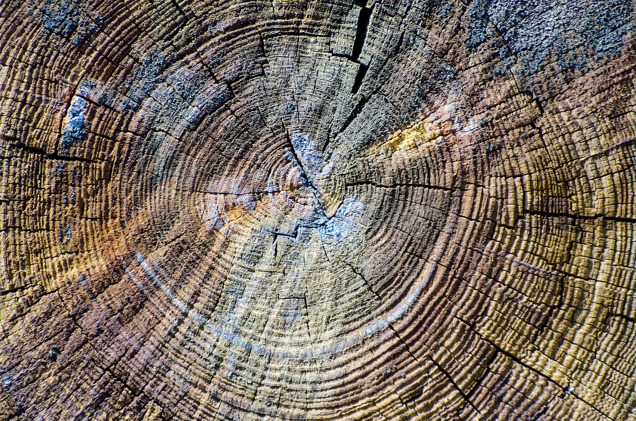 wood texture wooden plank cracks free photo