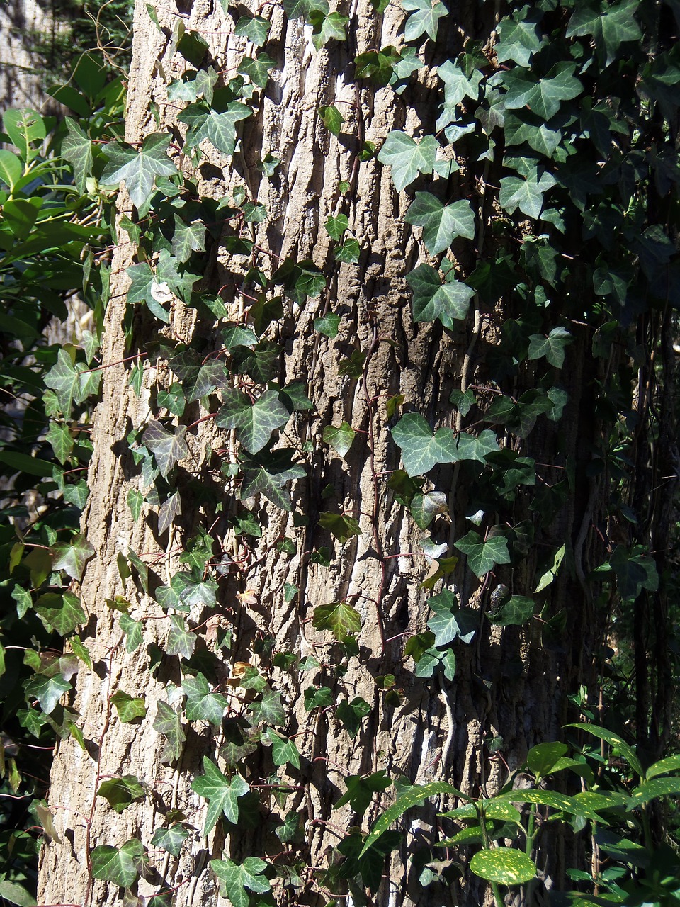 wood texture ivy tree free photo