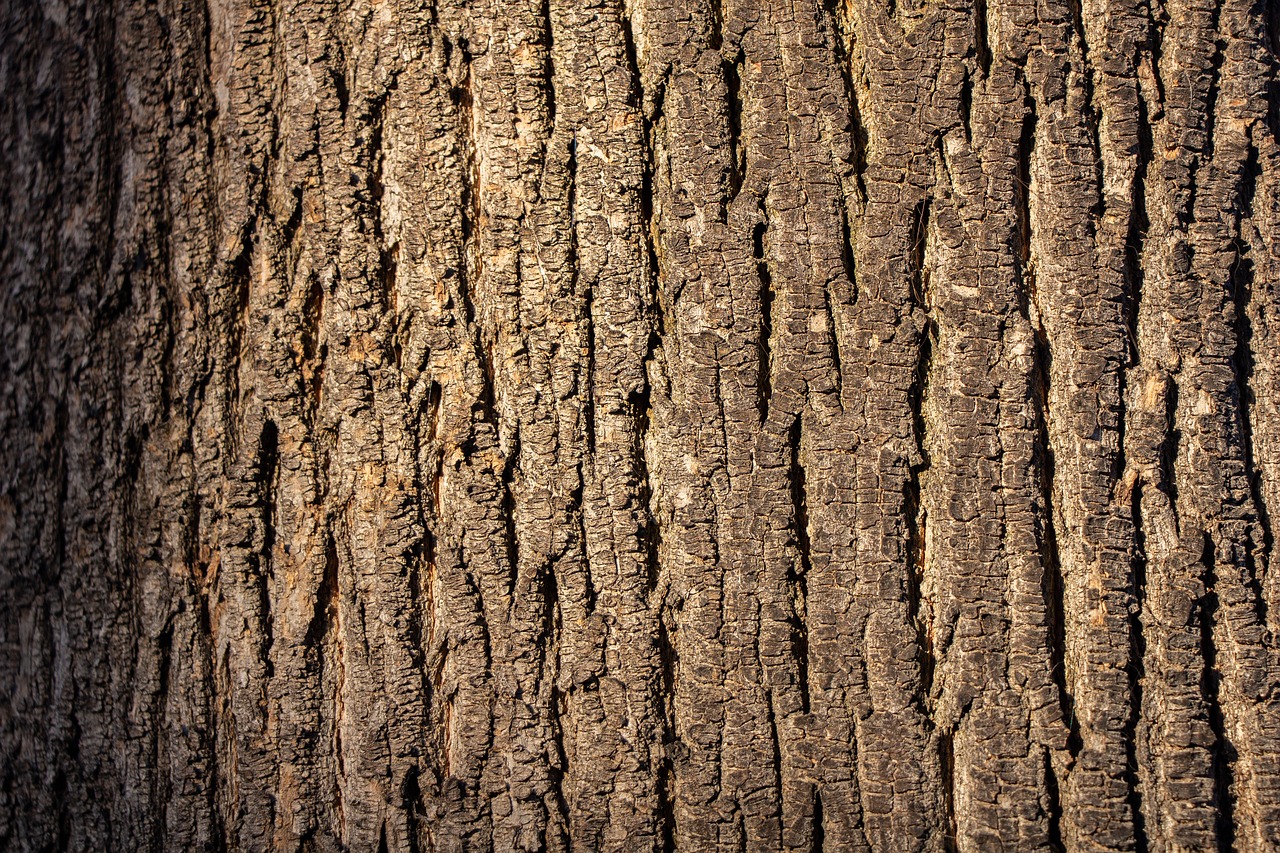 wood texture  wood  tree free photo