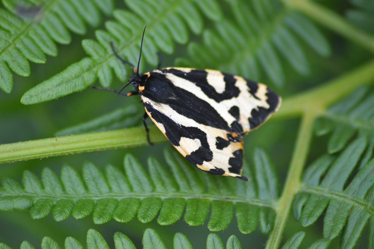 wood tiger moth nature free photo