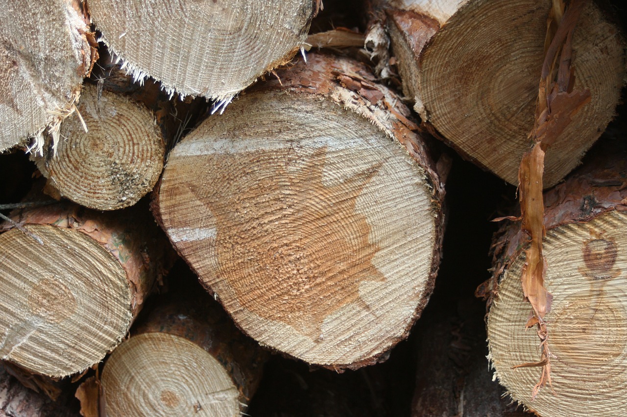 wood trunks forestry about free photo