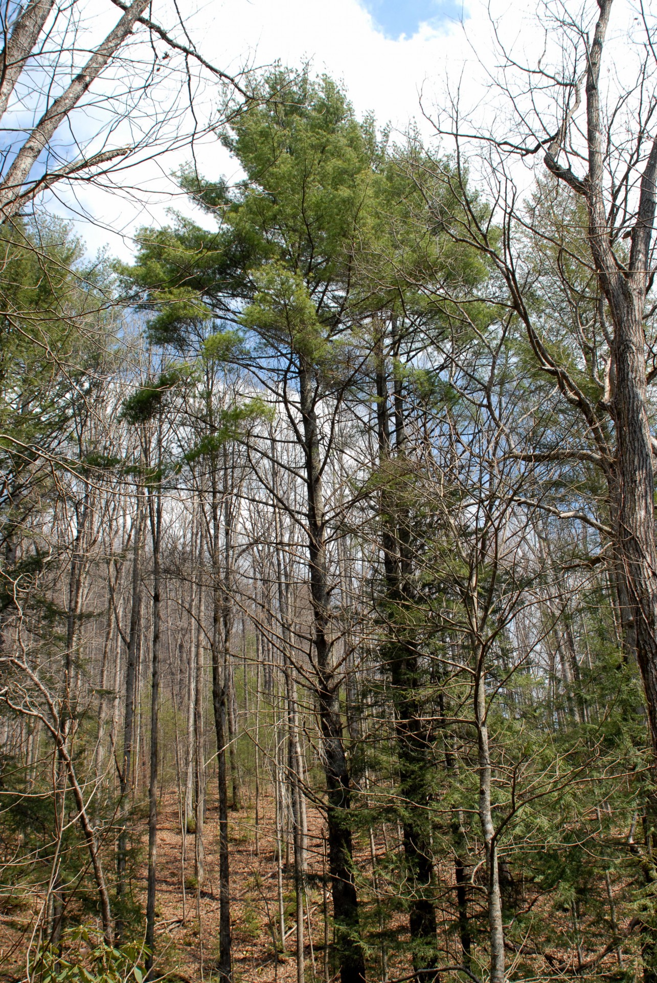 forest wooded area wilderness free photo