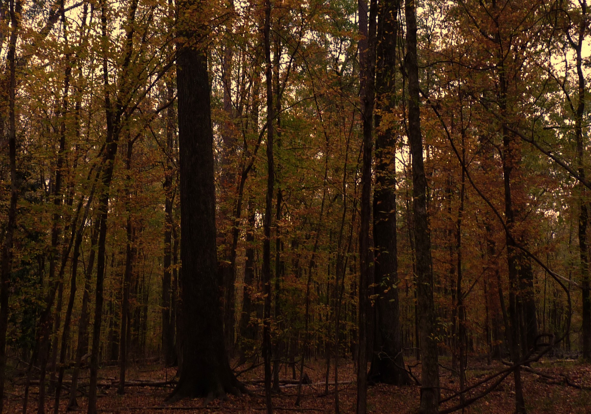 woods trees forest free photo