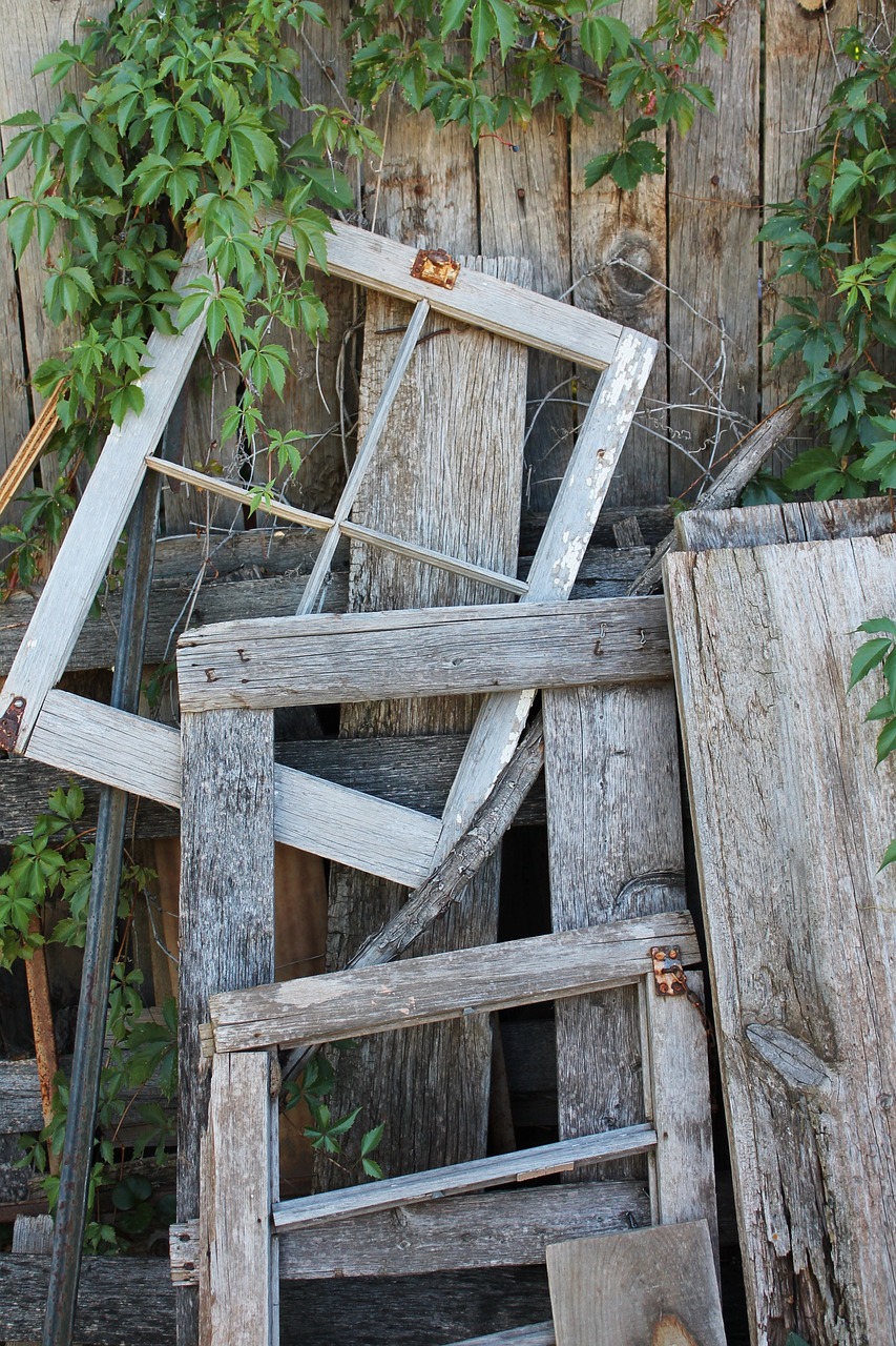 wooden fence vine free photo