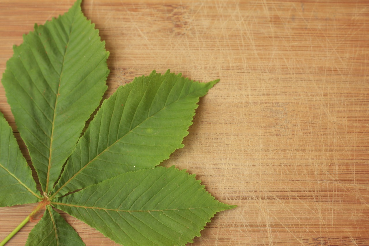 wooden leaf wood free photo