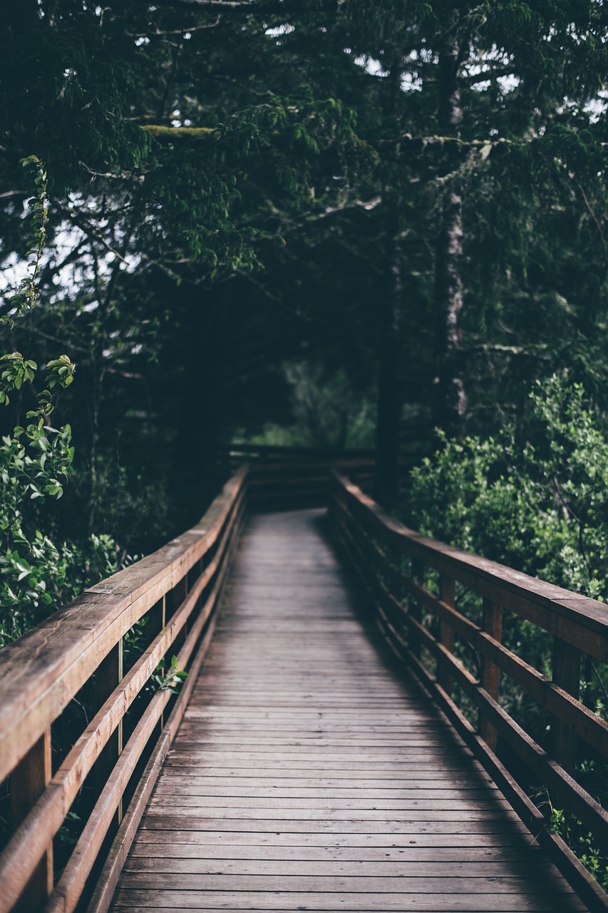 wooden hanging bridge free photo