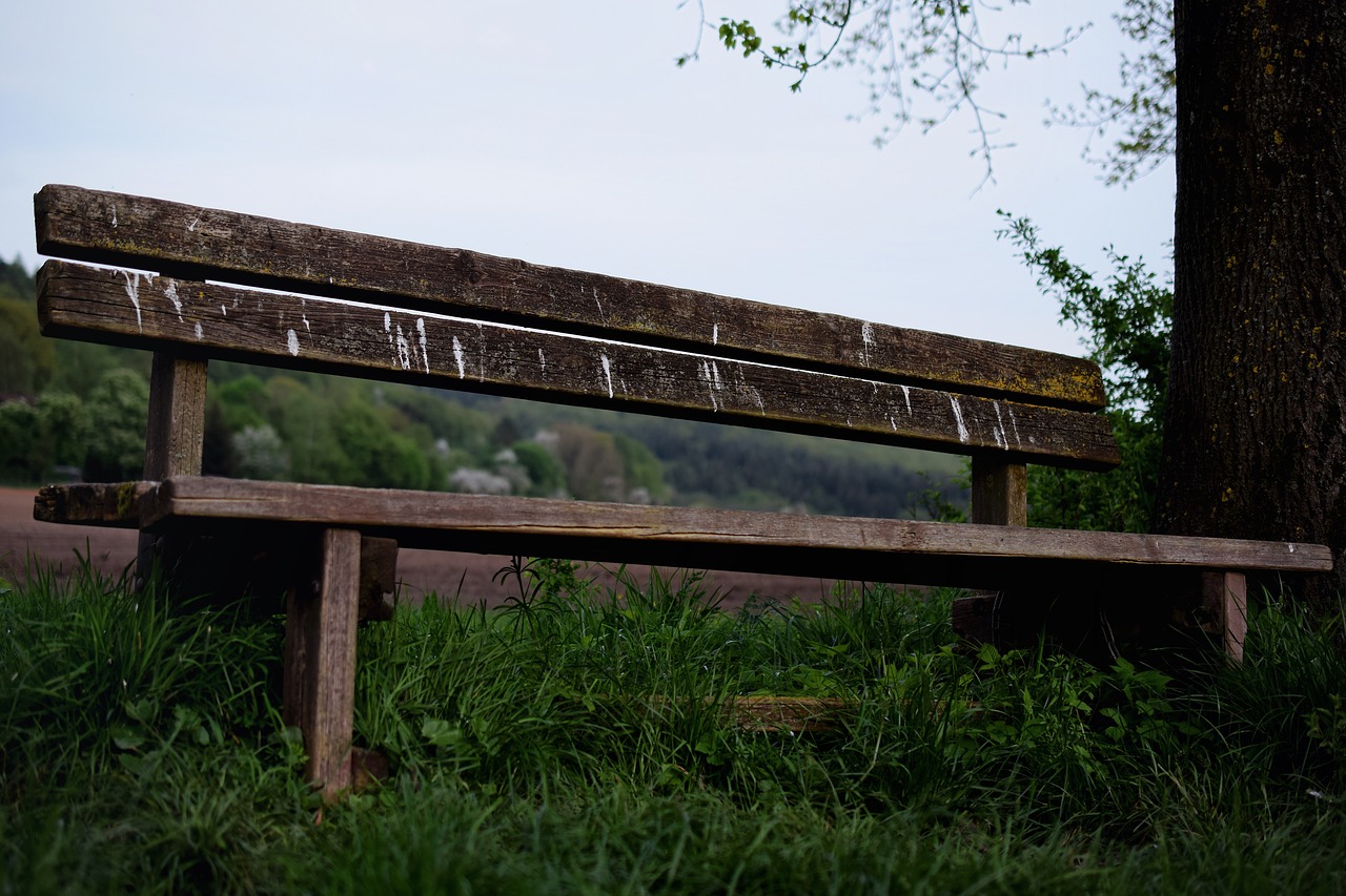 wooden bench  nature  bench free photo