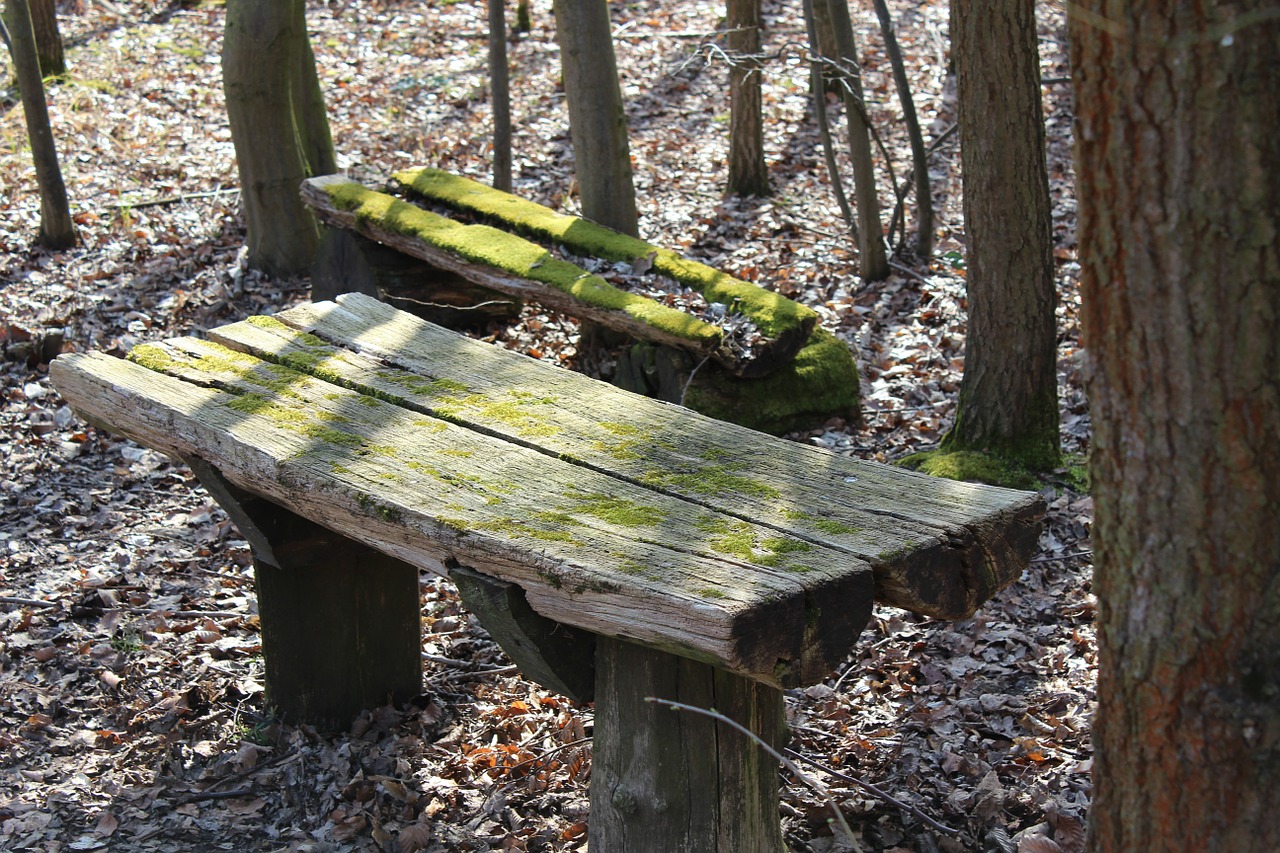 wooden bench forest bench free photo