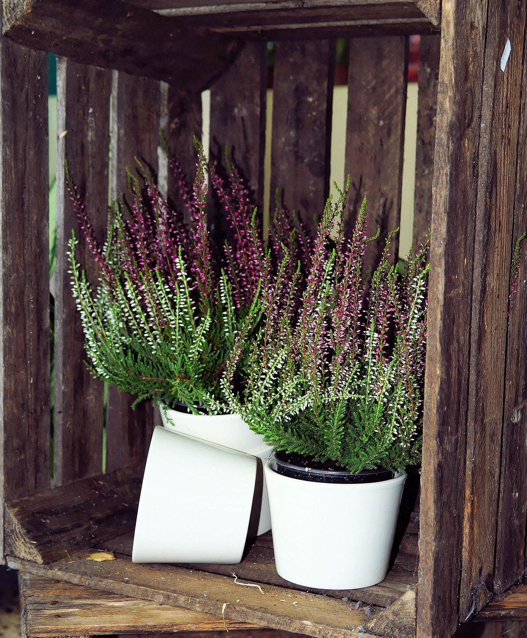 wooden box heather flower pots free photo