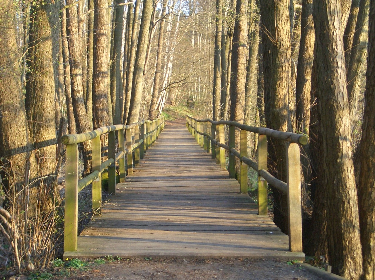 wooden bridge web forest free photo