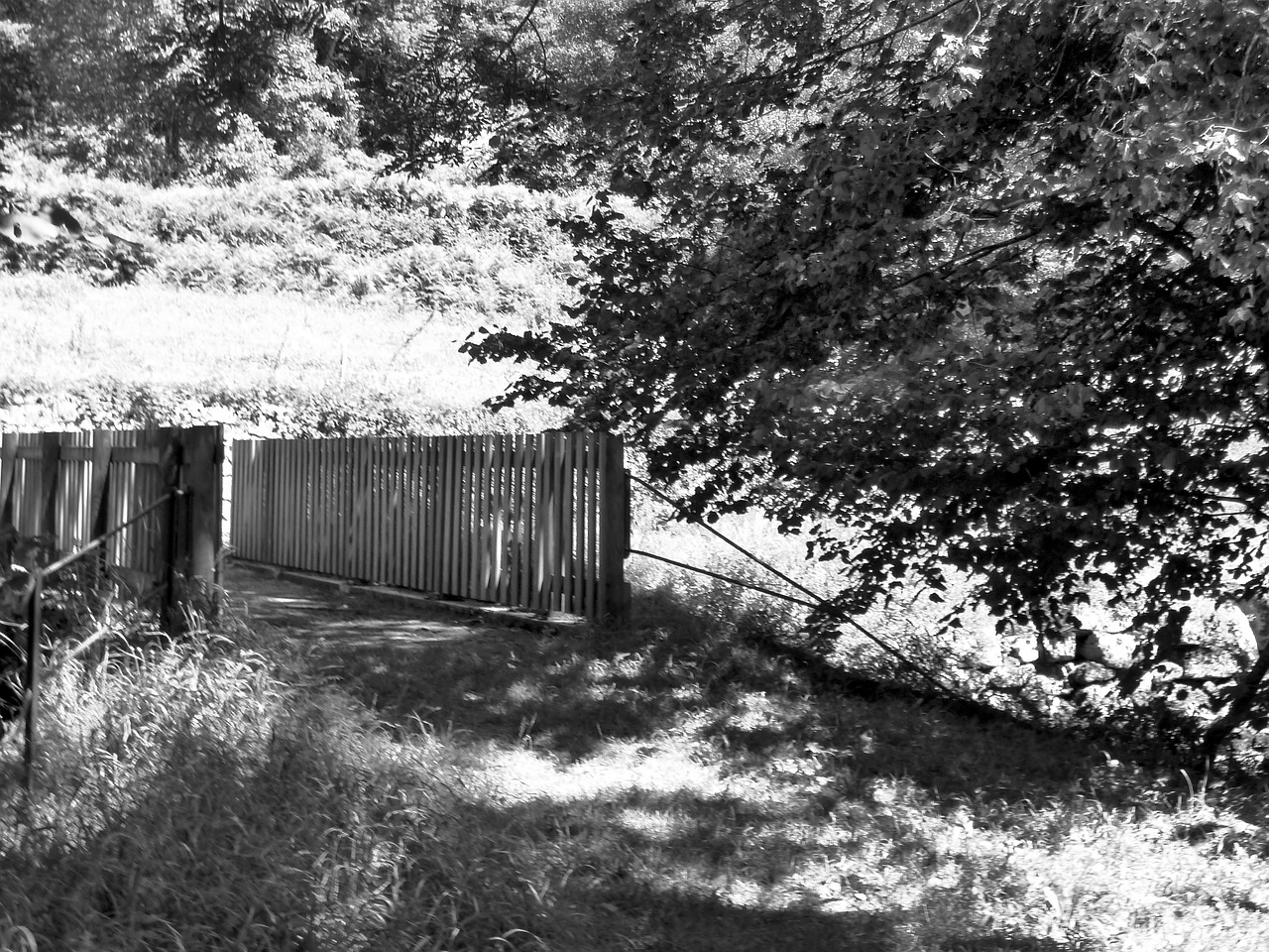 wooden bridge tree prairie free photo