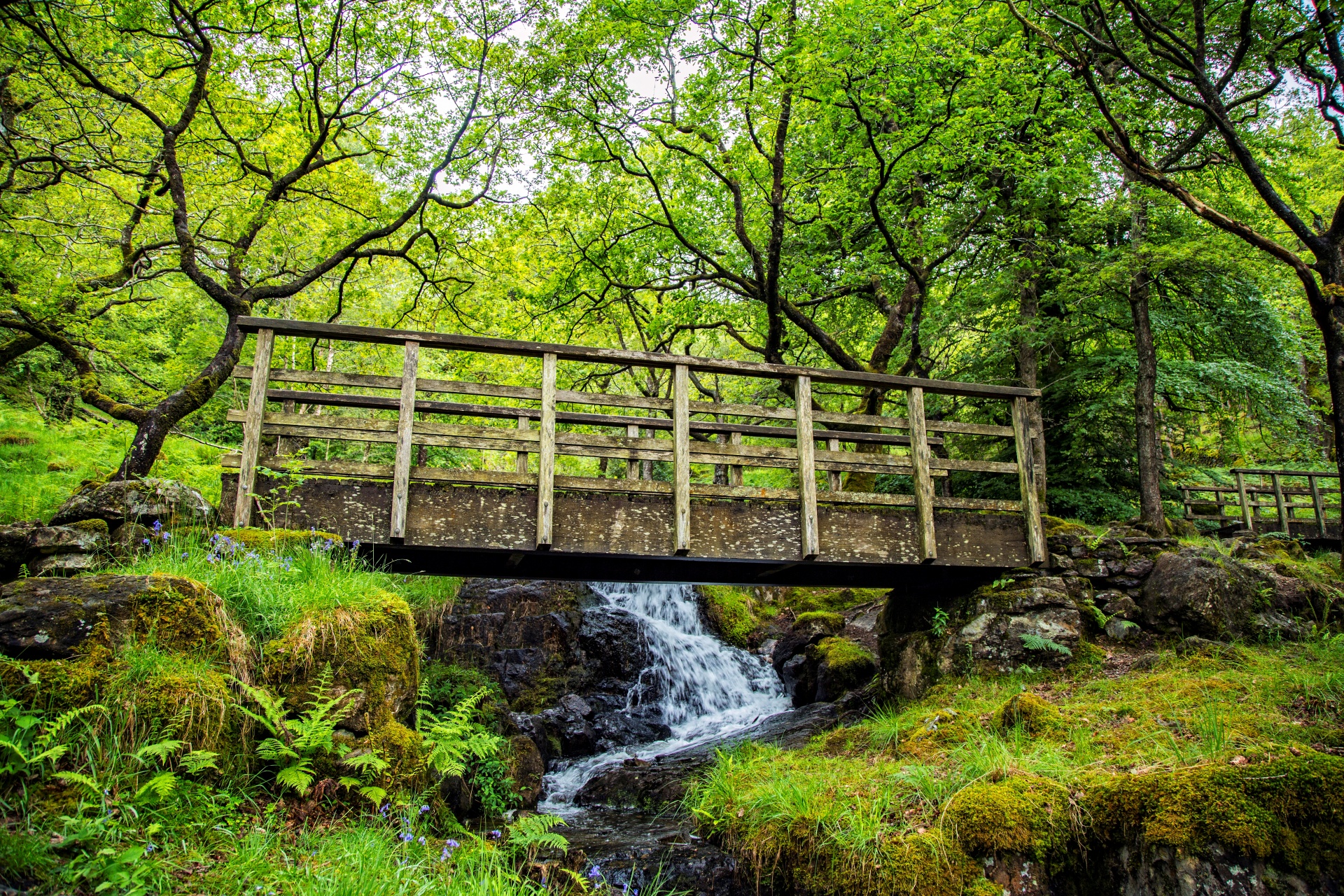 forest tree pathway free photo