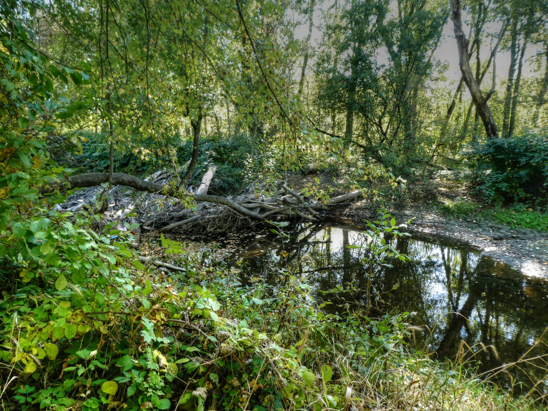 water wetland dam free photo