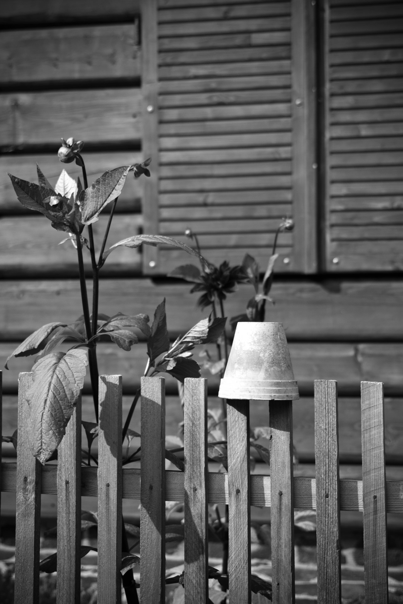 wooden fence flowers free photo