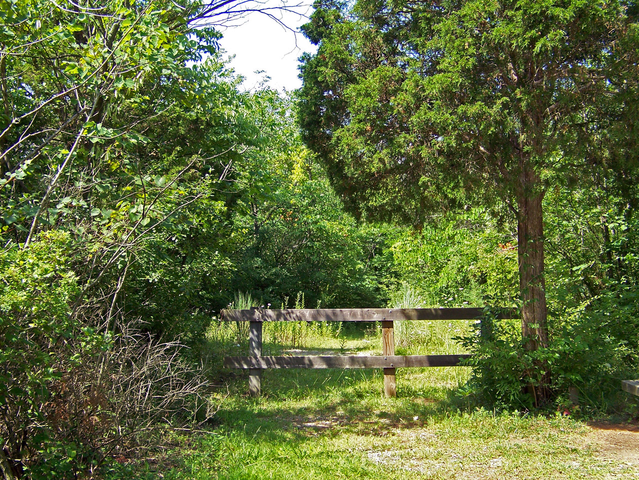 wood woods wooden free photo