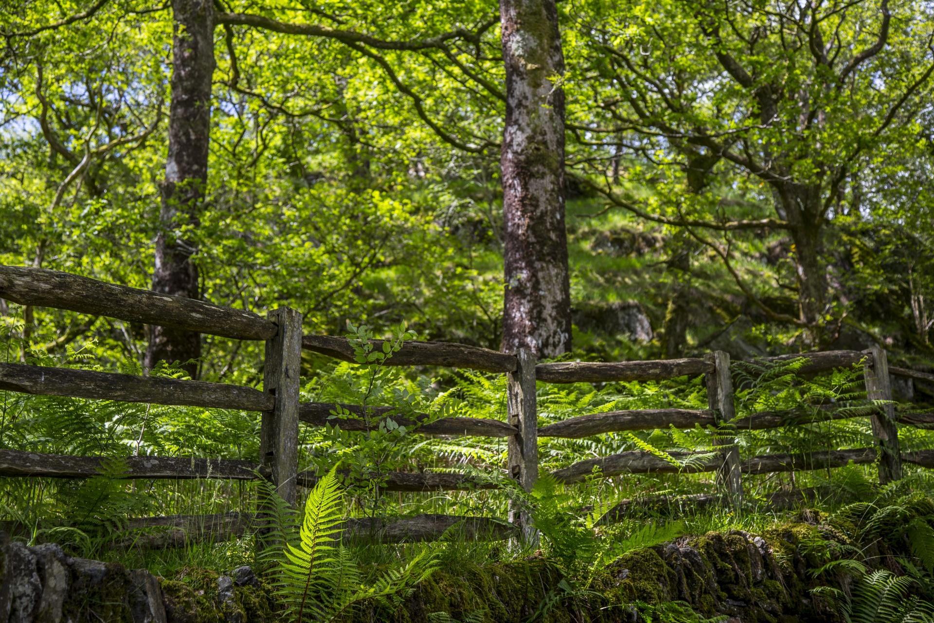 forest tree pathway free photo