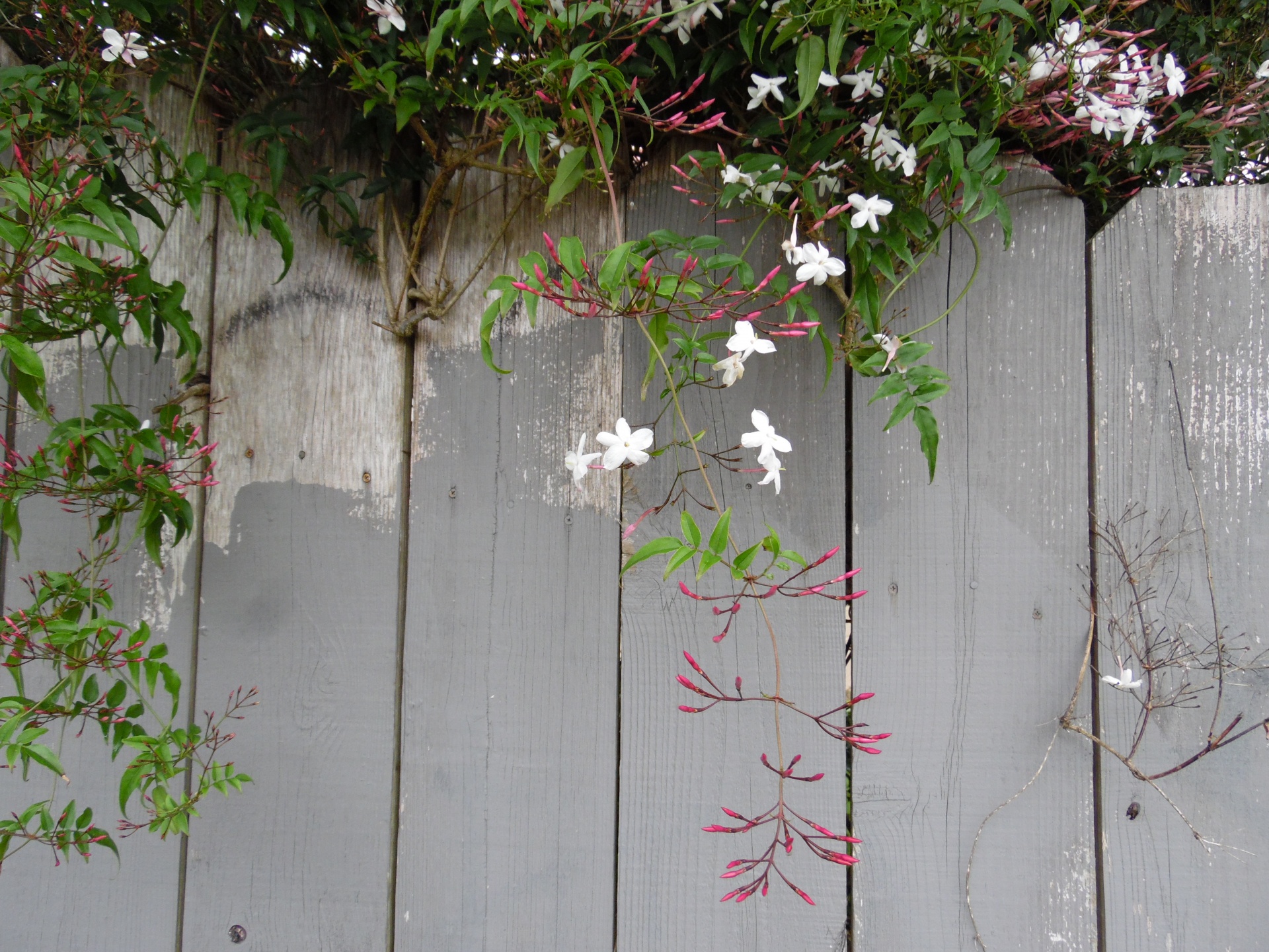 wood fence fence wooden free photo